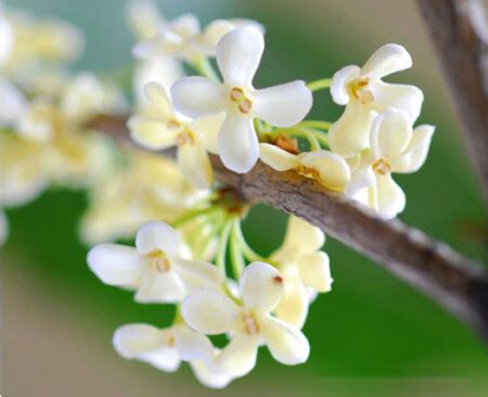 桂花什麼時候開|桂花開花時間大揭秘